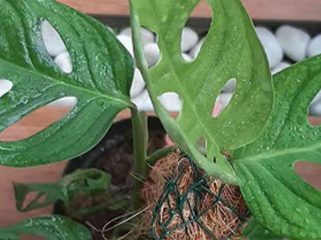monstera andasoni atau janda bolong foto @sisterflorist.bgr