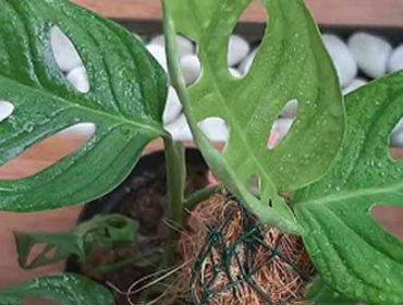 monstera andasoni atau janda bolong foto @sisterflorist.bgr