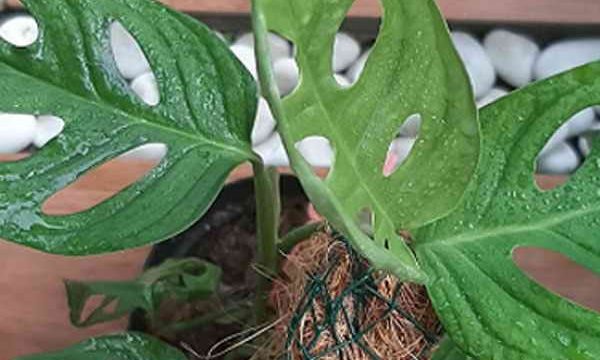monstera andasoni atau janda bolong foto @sisterflorist.bgr