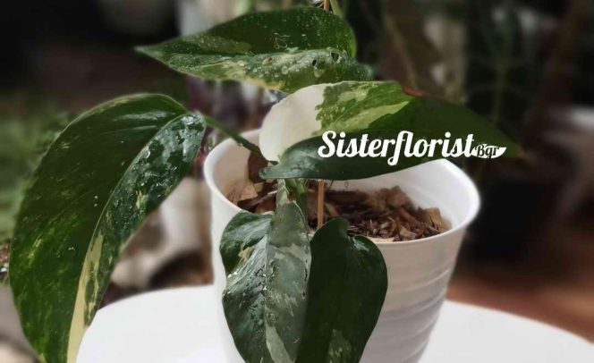 
					Hobby Bertanam Hias? Ini Petunjuk Siram Tanaman