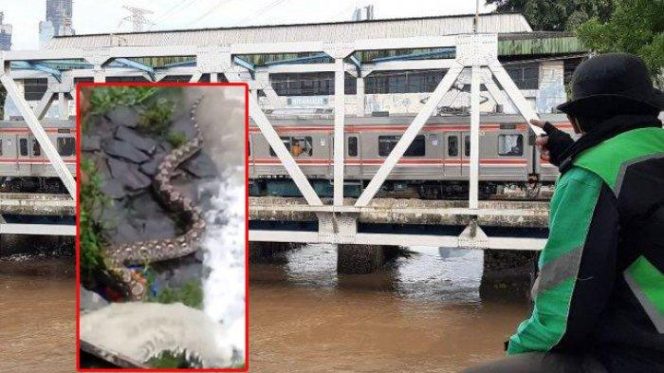 
					Ular Raksasa Bikin Takut Warga Petamburan Jakarta