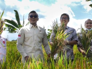 panen-raya