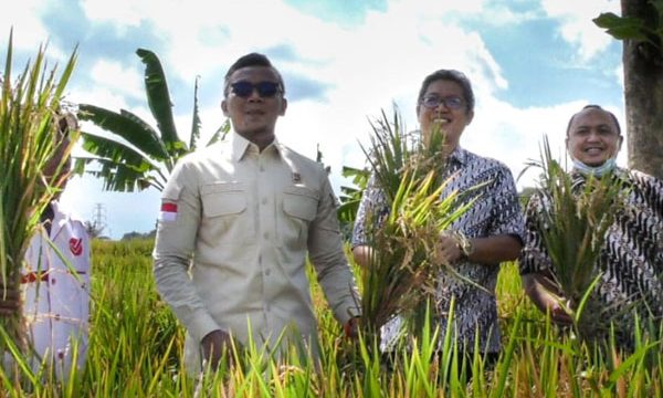 panen-raya