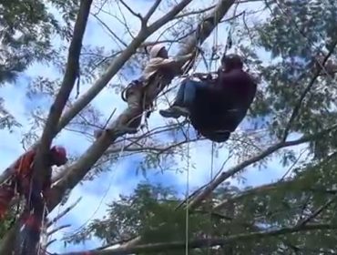 Pilot tersangkut di pohon