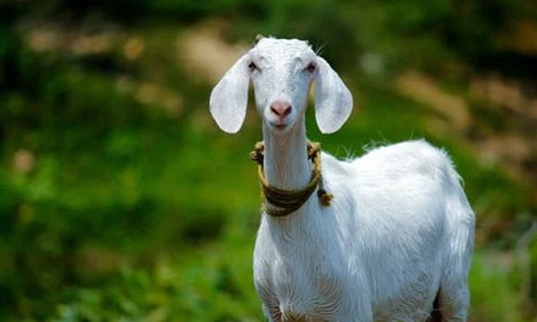 kambing [pexels.com]