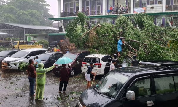 Pohon-beringin-tumbang-di-unpak