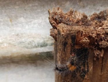 ulat-bulu.-foto-doc-bpbd