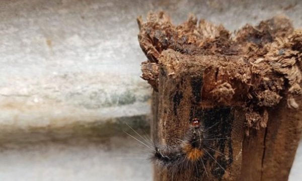 ulat-bulu.-foto-doc-bpbd