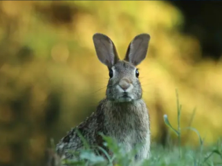 Ilustrasi Kelinci Flemish Giant Foto: unsplash.com/Gary