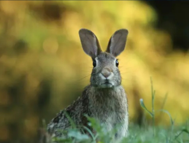 Ilustrasi Kelinci Flemish Giant Foto: unsplash.com/Gary