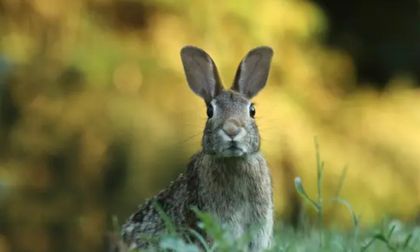 Ilustrasi Kelinci Flemish Giant Foto: unsplash.com/Gary