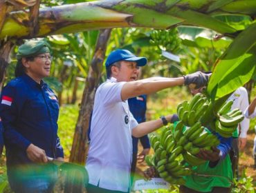 Wali Kota Bogor Dedie A Rachim memanen pisang. (Foto: Kominfo Kota Bogor)
