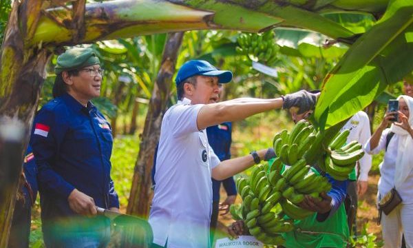 Wali Kota Bogor Dedie A Rachim memanen pisang. (Foto: Kominfo Kota Bogor)