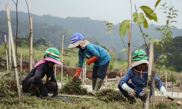 Warga sekitar yang menjadi karyawan Ediger land tengah bekerja. (Foto:ist)