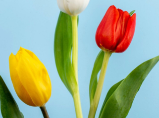 Bunga yang Cocok untuk 12 Zodiak, Aries Bunga Tulip(Foto: freepik)