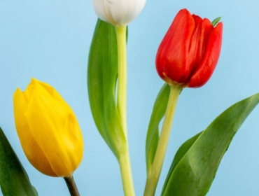 Bunga yang Cocok untuk 12 Zodiak, Aries Bunga Tulip(Foto: freepik)