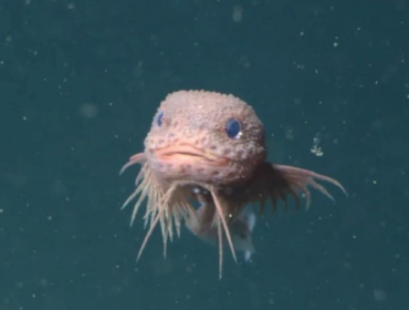 Ikan siput bergelombang (Careproctus colliculi) adalah salah satu dari tiga spesies laut dalam baru yang dideskripsikan. (2019 MBARI)