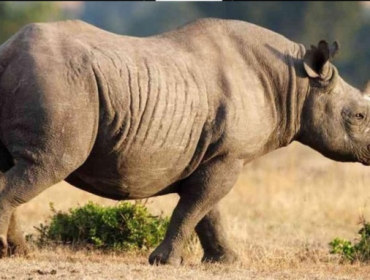 Ilustrasi badak (Foto: the-star.co.ke)
