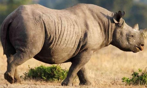 Ilustrasi badak (Foto: the-star.co.ke)