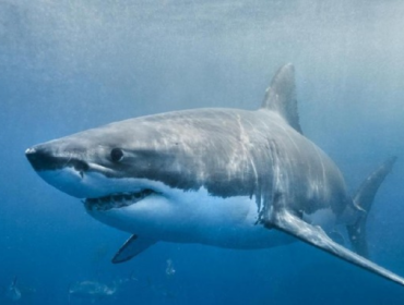 Ilustrasi hiu (Foto: (iStock))