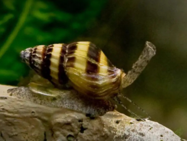 Keong pembunuh (Foto: commons.m.wikimedia.org/RSX)