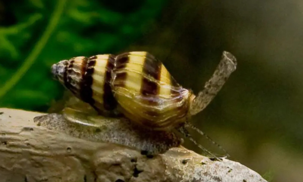 Keong pembunuh (Foto: commons.m.wikimedia.org/RSX)