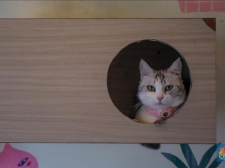 Kucing Foto: Ilustrasi (CNBC Indonesia/Faisal Rahman)
