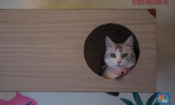 Kucing Foto: Ilustrasi (CNBC Indonesia/Faisal Rahman)