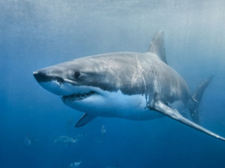 Laut Semakin Asam, Hiu Terancam Ompong Foto: (iStock)