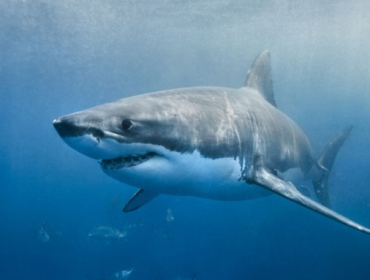 Laut Semakin Asam, Hiu Terancam Ompong Foto: (iStock)