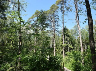 Potret Białowieża Forest (Foto: commons.wikimedia.org/Rakoon)