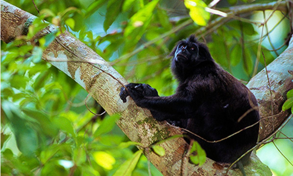 Simakobu(Foto: tamannasionalsiberut.org)