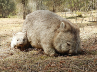 Vombatus ursinus ursinus (wombat Flinders). Peneliti menjelaskan mengapa kotoran wombat berbentuk kotak-kotak. Foto: Wikimedia Commons/Paul J. Morris