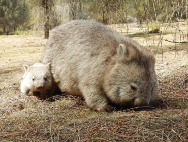 Vombatus ursinus ursinus (wombat Flinders). Peneliti menjelaskan mengapa kotoran wombat berbentuk kotak-kotak. Foto: Wikimedia Commons/Paul J. Morris