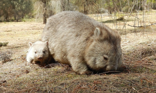 Vombatus ursinus ursinus (wombat Flinders). Peneliti menjelaskan mengapa kotoran wombat berbentuk kotak-kotak. Foto: Wikimedia Commons/Paul J. Morris