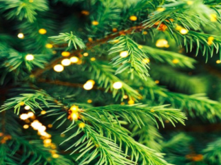 Ilustrasi Foto: Earth.com