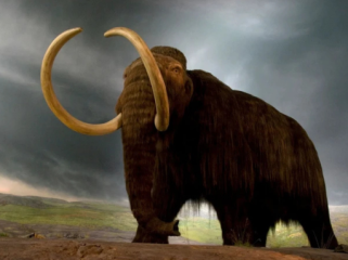 Orang-orang Abad ke-20 Santap Daging Gajah Mamut Jadi Steak Foto: Site News