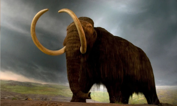 Orang-orang Abad ke-20 Santap Daging Gajah Mamut Jadi Steak Foto: Site News
