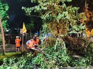 Pohon tumbang di depan kantor PWI kota Bogor, Selasa (21/10/2025). (foto: humas PWI KotaBogor)