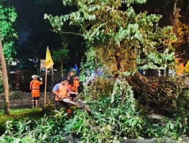 Pohon tumbang di depan kantor PWI kota Bogor, Selasa (21/10/2025). (foto: humas PWI KotaBogor)