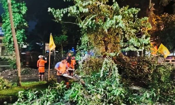 Pohon tumbang di depan kantor PWI kota Bogor, Selasa (21/10/2025). (foto: humas PWI KotaBogor)
