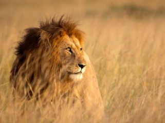 Super predator yang lebih ditakuti daripada singa. Foto: Getty Images/WLDavies