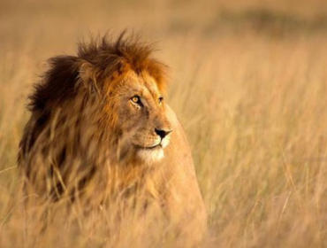 Super predator yang lebih ditakuti daripada singa. Foto: Getty Images/WLDavies