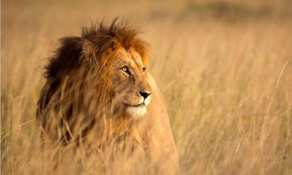 Super predator yang lebih ditakuti daripada singa. Foto: Getty Images/WLDavies