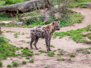 Fenomena Langka Hyena Tutul Muncul Lagi Setelah 5.000 Tahun(Foto: Antonio Friedemann via Phys.org)