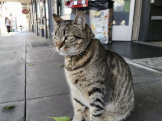 KitKat yang dilindas kendaraan otonom Waymo. (Foto: Guardian)