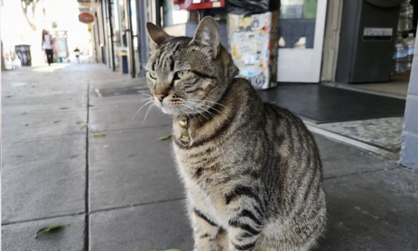 KitKat yang dilindas kendaraan otonom Waymo. (Foto: Guardian)