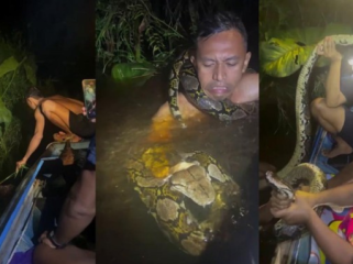Viral Piton Raksasa 6 Meter Seret dan Lilit Pemandu Wisata di Kalimantan (Foto: Viral Press)