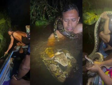 Viral Piton Raksasa 6 Meter Seret dan Lilit Pemandu Wisata di Kalimantan (Foto: Viral Press)