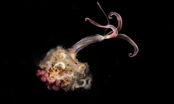 
Cacing Zombie Menghilang di Laut Dalam, Ilmuwan Bunyikan Tanda Bahaya Foto: Adisha Pramod/Alamy